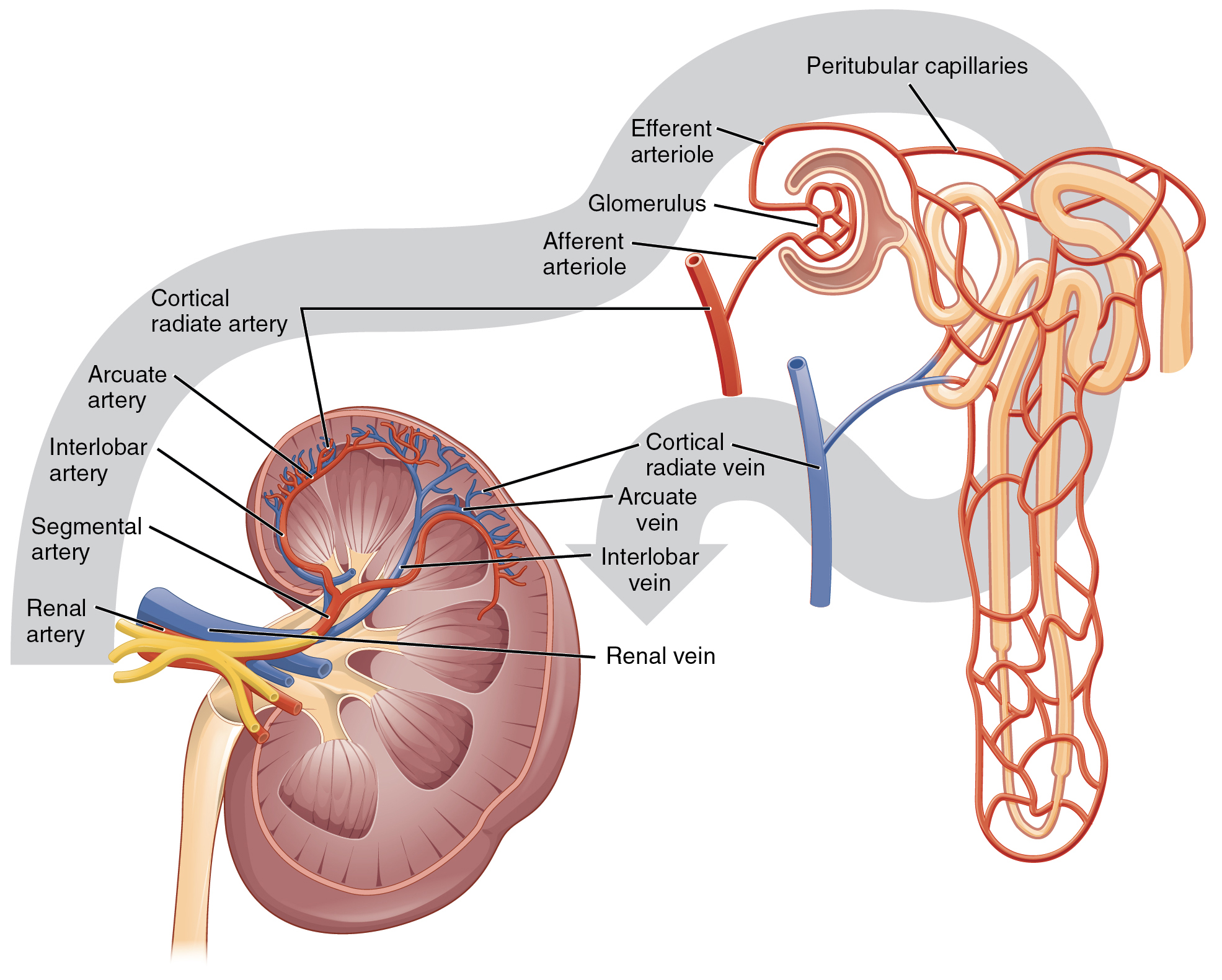 "2612 Blood Flow in the Kidneys.jpg" by OpenStax College is licensed under CC BY 4.0 Access for free at https://openstax.org/books/anatomy-and-physiology/pages/25-3-gross-anatomy-of-the-kidney Illustration, with labels, showing blood flow through the kidney and nephrons.