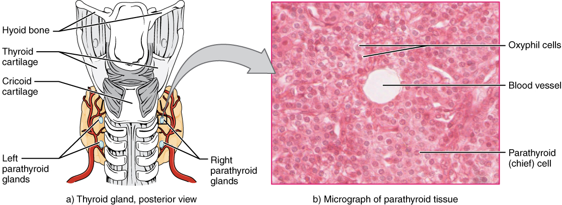 "1814 The Parathyroid Glands.jpg" by OpenStax College is licensed under CC BY 3.0 Access for free at https://openstax.org/books/anatomy-and-physiology/pages/17-5-the-parathyroid-glands Illustration and micrograph showing paratyroid glands and surrounding structures.