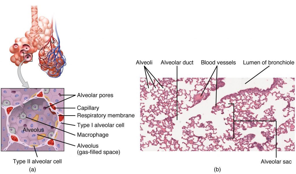 "2310 Structures of the Respiratory Zone.jpg" by OpenStax College is licensed under CC BY 3.0 Access for free at https://openstax.org/books/anatomy-and-physiology/pages/22-1-organs-and-structures-of-the-respiratory-system Image and microphotography showing structures of the Respiratory Zone, with labels.