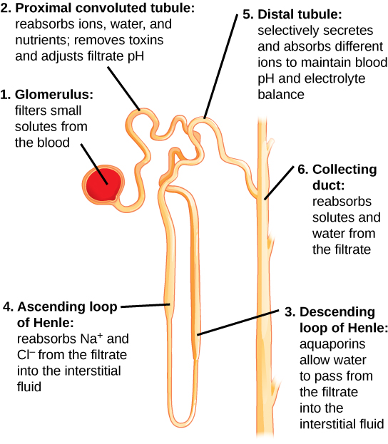 "Figure 41 03 04.jpg" by CNX OpenStax is licensed under CC BY 4.0 Access for free at https://commons.wikimedia.org/wiki/File:Figure_41_03_04.jpg Illustration, with labels, showing nephron structure