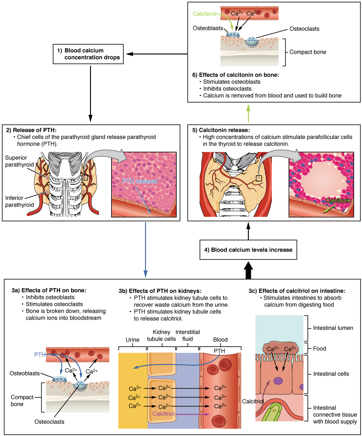 "1817 The Role of Parathyroid Hormone in Maintaining Blood Calcium Homeostasis.jpg" by OpenStax is licensed under CC BY 4.0 Access for free at https://openstax.org/books/anatomy-and-physiology/pages/17-5-the-parathyroid-glands Illustrations showing parathyroid hormone maintaining blood calcium homeostasis
