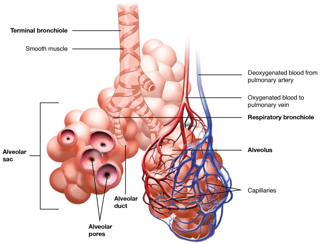 "2309 The Respiratory Zone.jpg" by OpenStax College is licensed under CC BY 3.0 Access for free at https://openstax.org/books/anatomy-and-physiology/pages/22-1-organs-and-structures-of-the-respiratory-system Image showing Respiratory Zone Bronchioles lead to alveolar sacs in the respiratory zone where gas exchange occurs, with labels for major features.