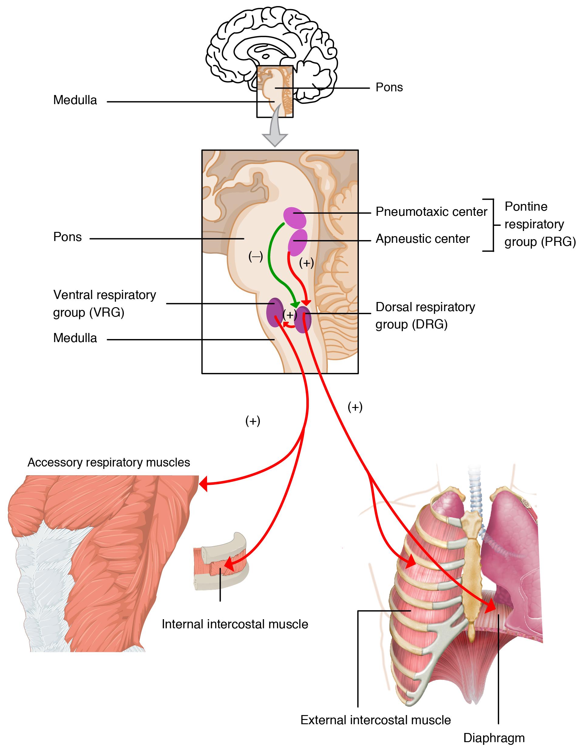 "2327 Respiratory Centers of the Brain.jpg" by OpenStax College is licensed under CC BY 3.0 .Access for free at https://openstax.org/books/anatomy-and-physiology/pages/22-3-the-process-of-breathing Illlustration of respiratory centers of the brain, with labels.