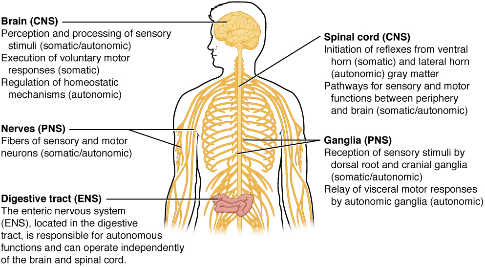 "1205 Somatic Autonomic Enteric StructuresN.jpg" by OpenStax is licensed under CC BY 4.0 Access for free at https://openstax.org/books/anatomy-and-physiology/pages/12-1-basic-structure-and-function-of-the-nervous-system Illustration of human torso showing labeled parts of Somatic, Autonomic, and Enteric Structures of the Nervous System