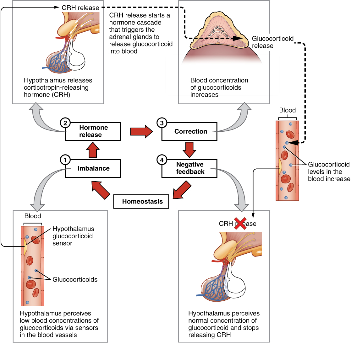 "1805 Negative Feedback Loop.jpg" by OpenStax is licensed under CC BY 4.0 Access for free at https://openstax.org/books/anatomy-and-physiology/pages/17-2-hormones Illustration showing negative feedback loop, with labels.