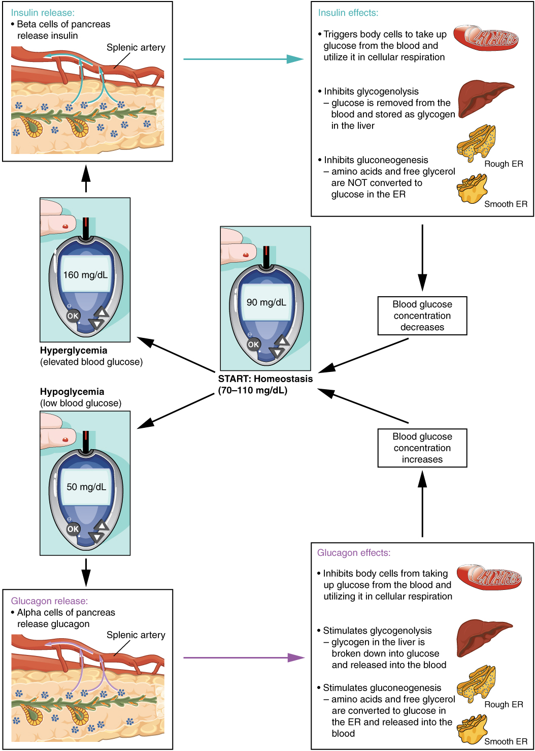 "1822 The Homostatic Regulation of Blood Glucose Levels.jpg" by OpenStax is licensed under CC BY 4.0 Access for free at https://openstax.org/books/anatomy-and-physiology/pages/17-9-the-endocrine-pancreas Illustration showing homeostatic regulation of blook glucose levels, with labels.