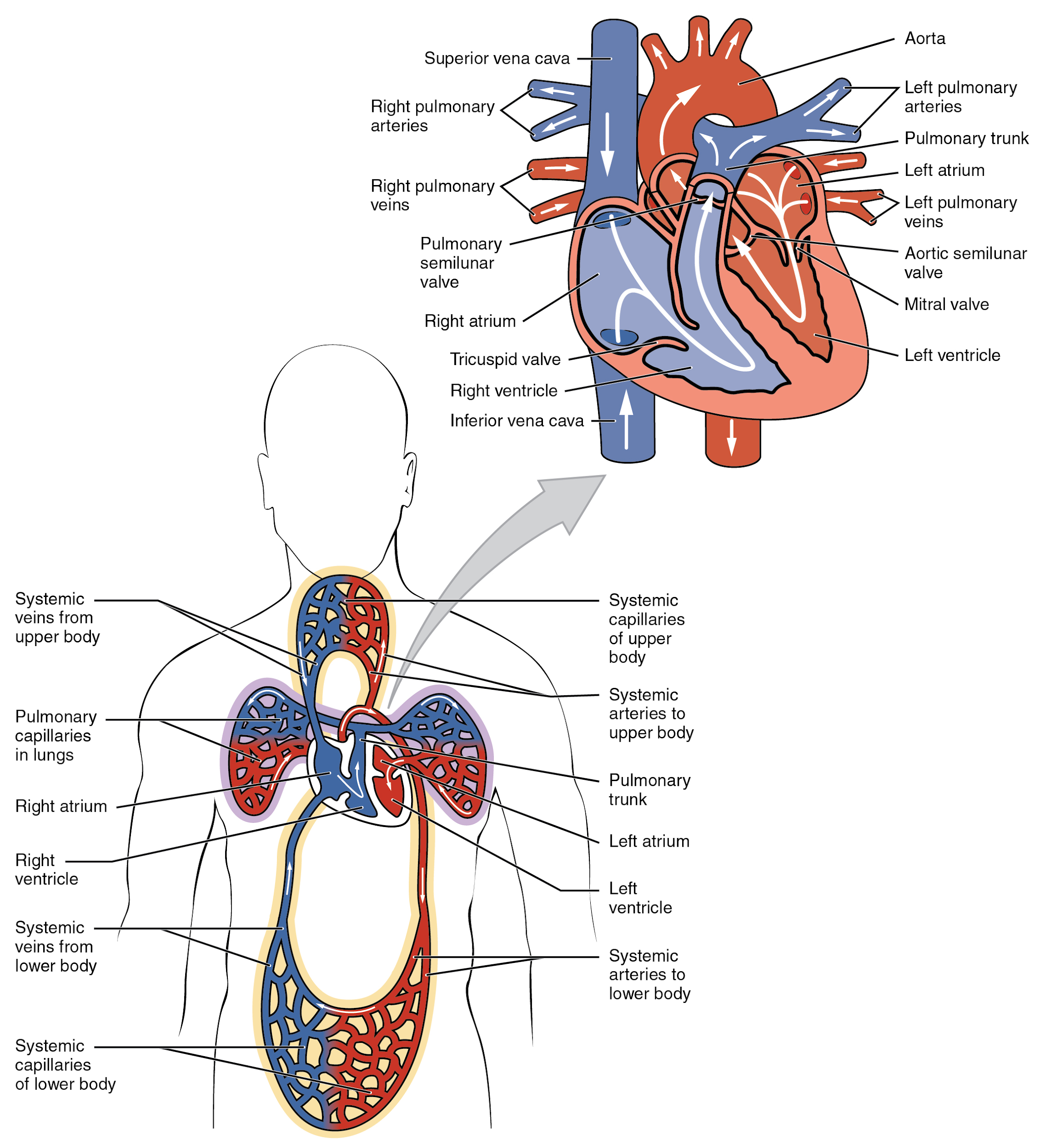 "Dual System of the Human Blood Circulation" by OpenStax College is licensed under CC By 4.0 Access for free at https://openstax.org/books/anatomy-and-physiology/pages/19-1-heart-anatomy Illustration, with labels showing chambers of heart and blood circulation.