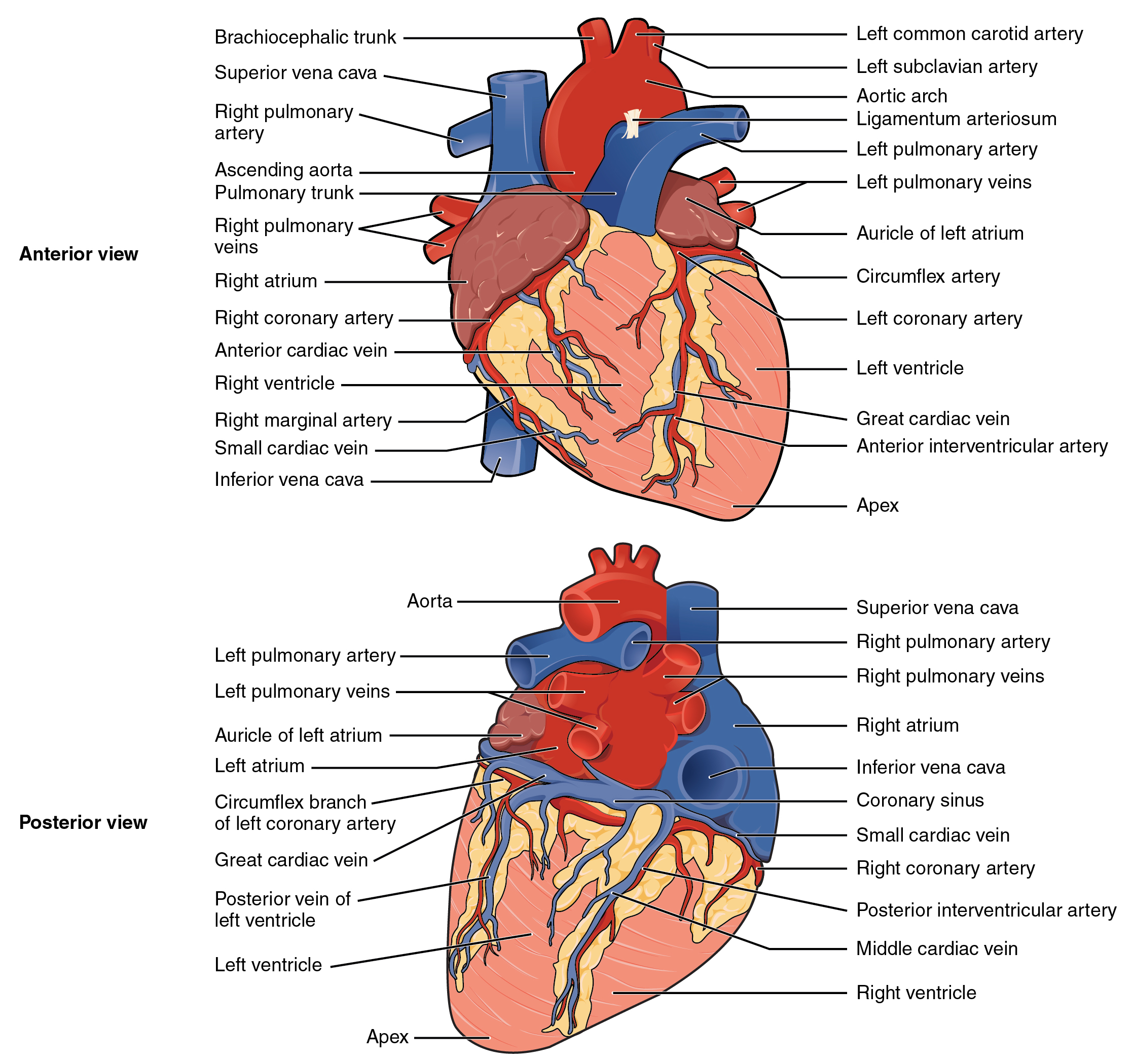 "Surface Anatomy of the Heart " by OpenStax College is licensed under CC BY 4.0 Access for free at https://openstax.org/books/anatomy-and-physiology/pages/19-1-heart-anatomy Illustration with labels, showing heart from anterior and posterior views.
