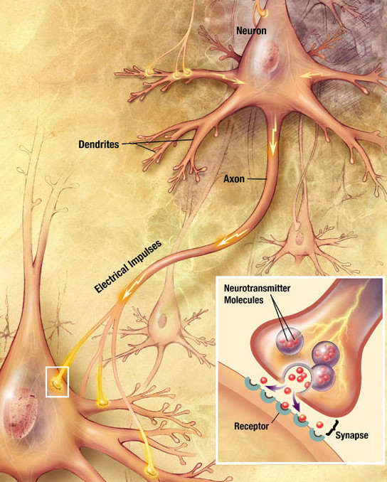 "Chemical synapse schema cropped.jpg" by Looie496 is licensed under public domain. Access for free at https://med.libretexts.org/Bookshelves/Anatomy_and_Physiology/Book%3A_Anatomy_and_Physiology_(Boundless)/10%3A_Overview_of_the_Nervous_System/10.1%3A_Introduction_to_the_Nervous_System/10.1A%3A_Organization_of_the_Nervous_System Illustration showing labeled elements of neuron communication, with magnified inset of synapse and receptor