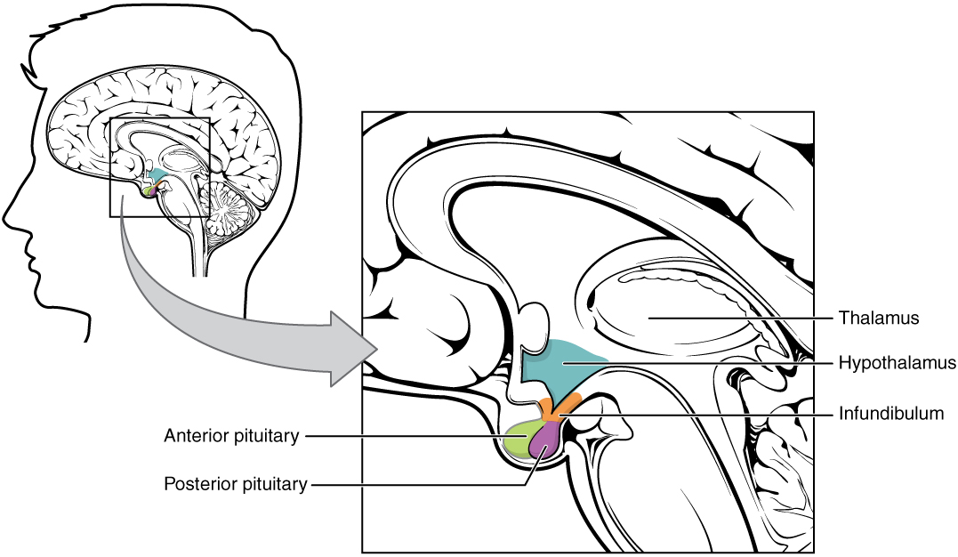 "1806 The Hypothalamus-Pituitary Complex.jpg" by OpenStax is licensed under CC BY 4.0 Access for free at https://openstax.org/books/anatomy-and-physiology/pages/17-3-the-pituitary-gland-and-hypothalamus Illustration showing hypothalamus-pituitary complex.