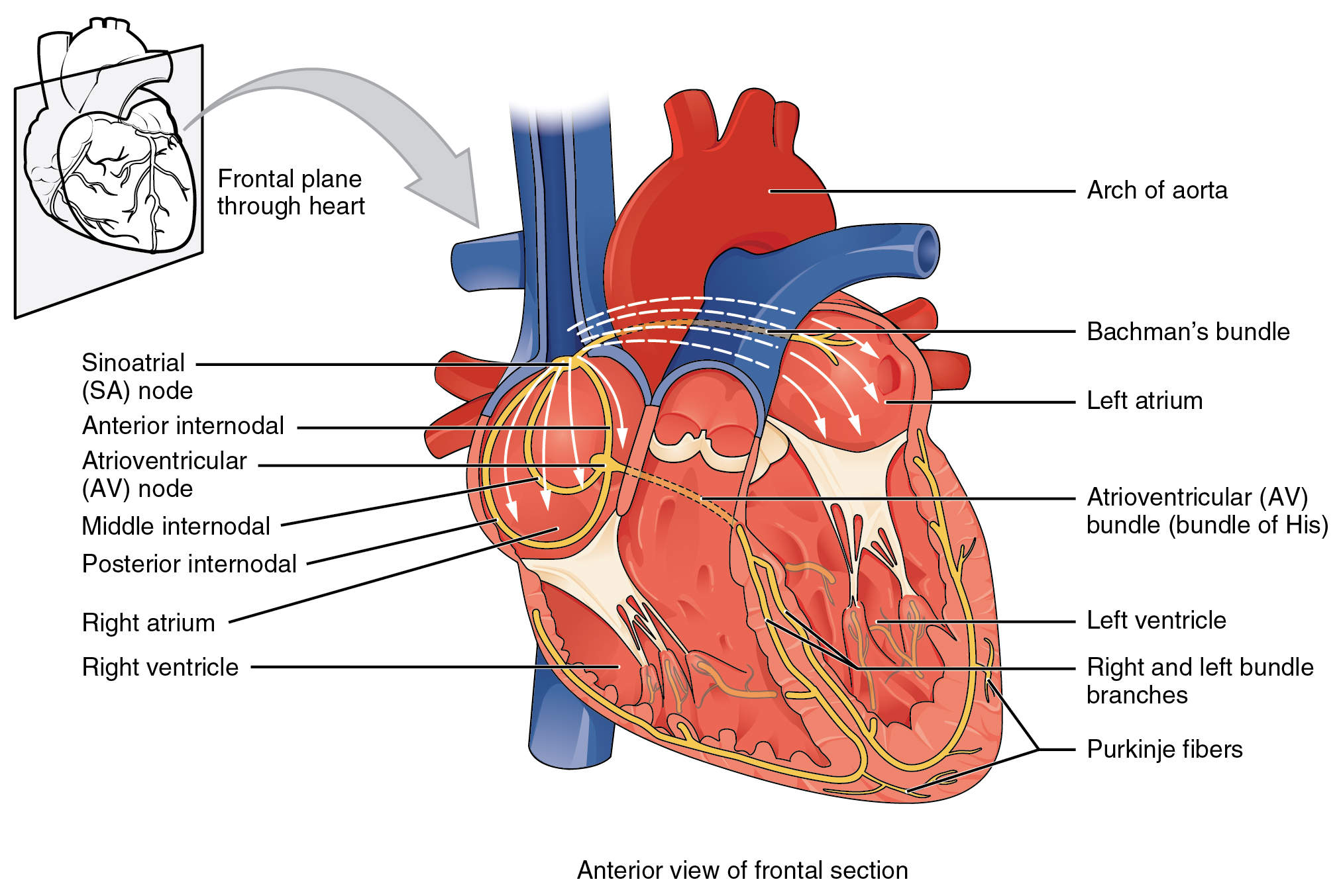 "2018 Conduction System of the Heart" by OpenStax College is licensed under CC BY 4.0 Access it for free at https://openstax.org/books/anatomy-and-physiology/pages/19-2-cardiac-muscle-and-electrical-activity Illustration, with labels, showing anterior view of frontal section and frontal plane through heart.