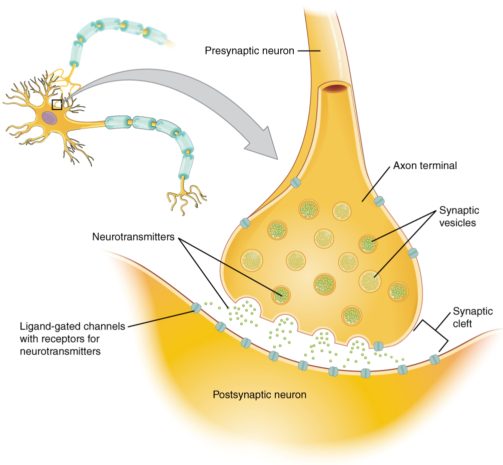"1225 Chemical Synapse.jpg" by Young, KA., Wise, JA., DeSaix, P., Kruse, DH., Poe, B., Johnson, E., Johnson, JE., Korol, O., Betts, JG., & Womble, M. is licensed under CC BY 4.0 Access for free at https://openstax.org/books/anatomy-and-physiology/pages/12-5-communication-between-neurons Illustration of synapse with labeled parts