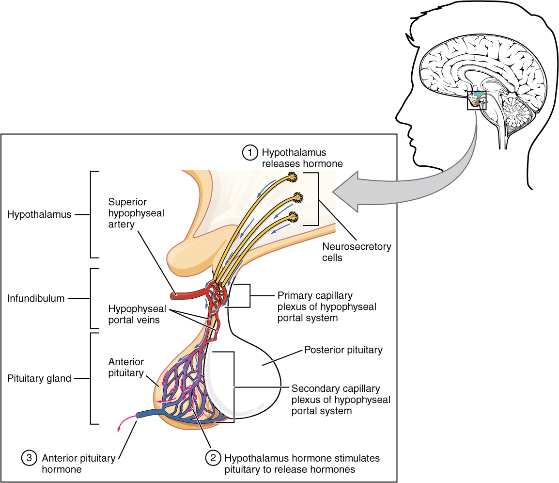 "1808 The Anterior Pituitary Complex.jpg" by OpenStax is licensed under CC BY 4.0 Access for free at https://openstax.org/books/anatomy-and-physiology/pages/17-3-the-pituitary-gland-and-hypothalamus Illustration showing enlarged view of posterior pituitary with labels.