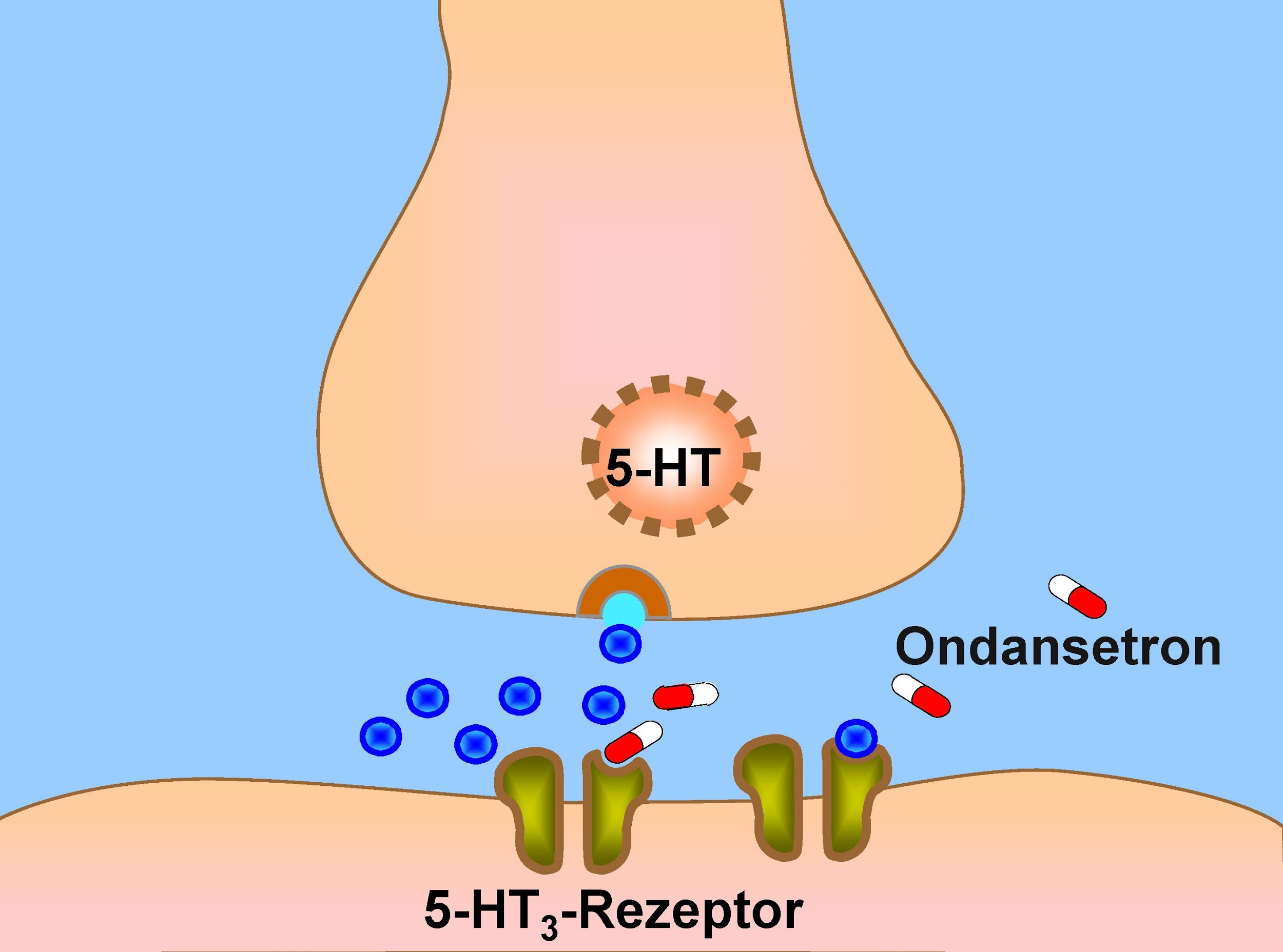 "Eichelbaum2.jpg" by Michel Eichelbaum is licensed under CC BY-SA 3.0 DE Illustration of Ondansetron blocking serotonin receptors.