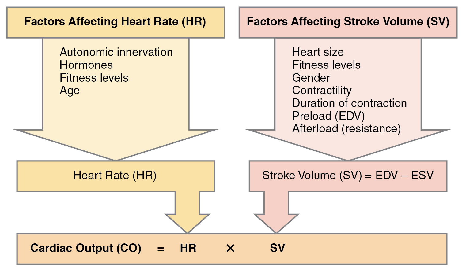 "2031 Factors in Cardiac Output.jpg" by OpenStax College is licensed under CC BY 4.0 Access for free at https://openstax.org/books/anatomy-and-physiology/pages/19-4-cardiac-physiology Process chart showing factors that affect cardiac output.