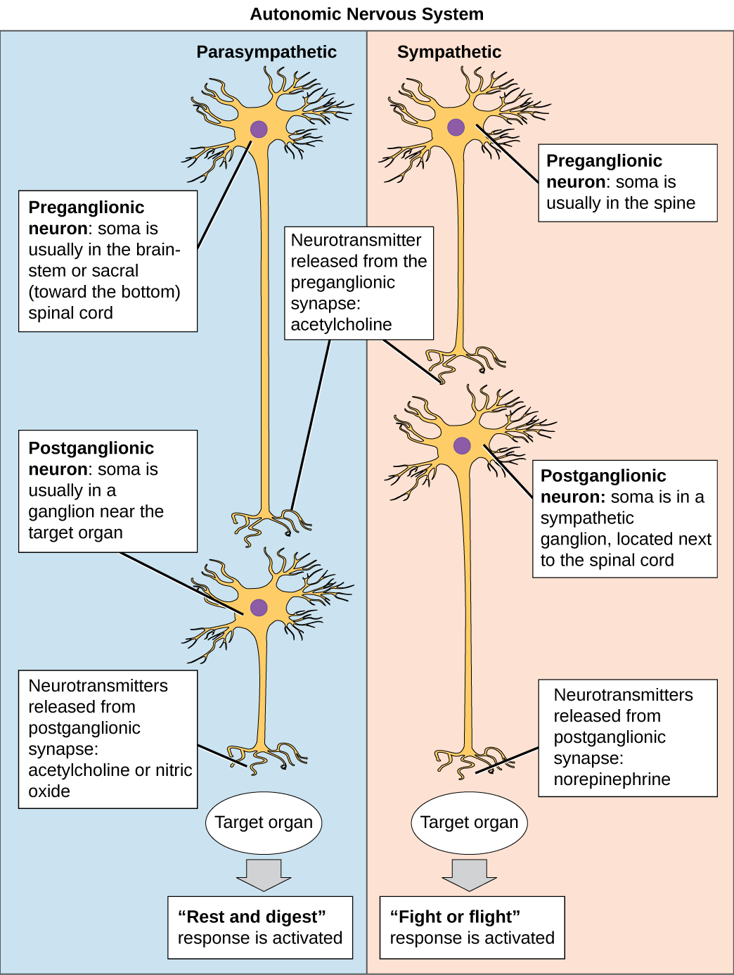 "Autonomic Nervous System" by CNX OpenStax is licensed under CC BY 4.0 Access for free at https://commons.wikimedia.org/wiki/File:Figure_35_04_01f.png Image showing Autonomic System neurons conduct signals via the preganglionic neurons to postganglionic neurons to the target organs.