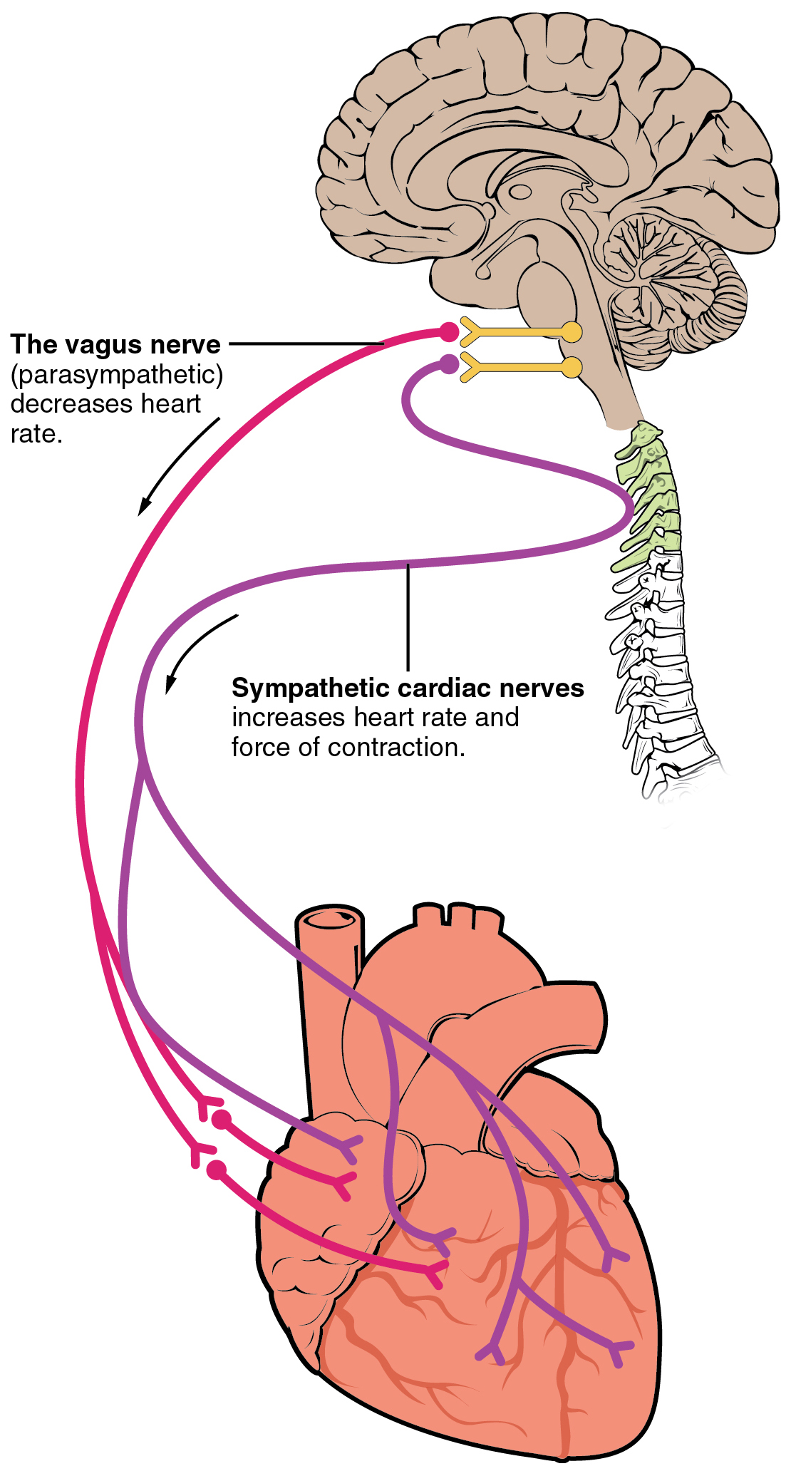 "2032 Automatic Innervation.jpg" by OpenStax College is licensed under CC BY 4.0 Access for free at https://openstax.org/books/anatomy-and-physiology/pages/19-4-cardiac-physiology Illustration, with labels, showing the route between the vagus and sympathetic cardiac nerves.