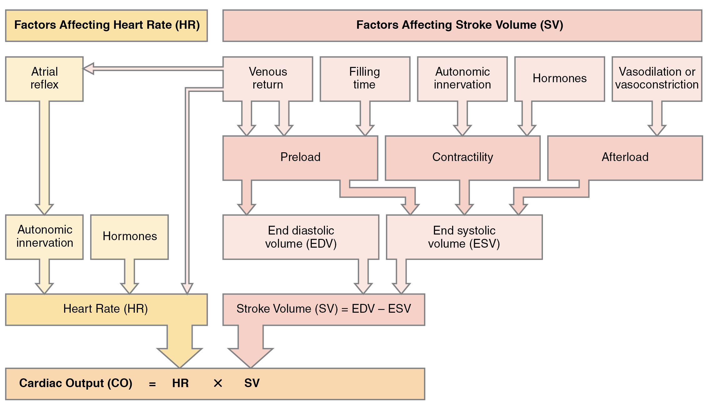 "2036 Summary of Factors in Cardiac Output.jpg " by OpenStax College is licensed under CC BY 4.0 Access for free at https://openstax.org/books/anatomy-and-physiology/pages/19-4-cardiac-physiology Illustration of process chart showing major factors that influence cardiac output.