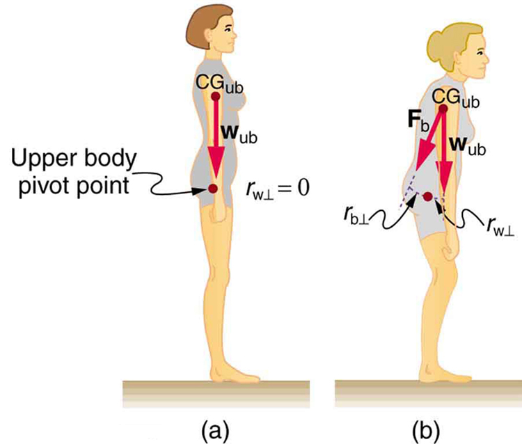 In part a of the figure, a side view of a girl standing on a surface is shown. The weight of the girl is acting vertically downward and is in the line with her hips. A point above her legs is marked as the pivot point. The weight vector is in the direction of the pivot. In part b, a side view of a girl standing on a surface is shown. The girl is bending slightly toward her front. The weight of her upper body is acting downward and the line of action of weight is not passing through the upper body pivot point.