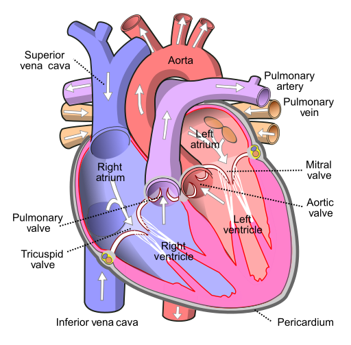 “Diagram of the human heart” by Wapcaplet is licensed under CC BY-SA 3.0 Illustration of heart with labels