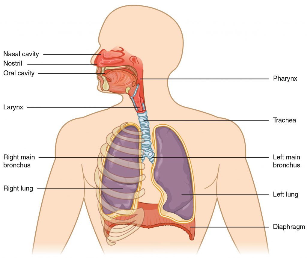 “2301 Major Respiratory Organs.jpg” by OpenStax College is licensed under CC BY 3.0 Illustration showing anatomy of Respiratory System, with labels