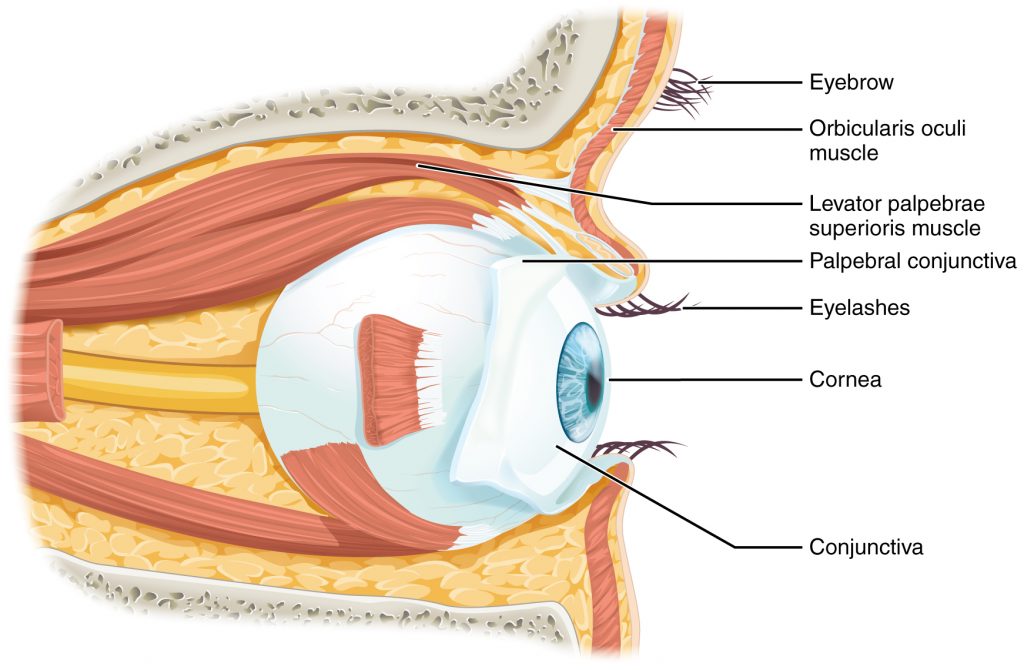 “1411 Eye in The Orbit.jpg” by OpenStax College is licensed under CC BY 3.0https://creativecommons.org/licenses/by/3.0/deed.en. Access for free at https://openstax.org/books/anatomy-and-physiology/pages/14-1-sensory-perception Illustration of human eye, with labels
