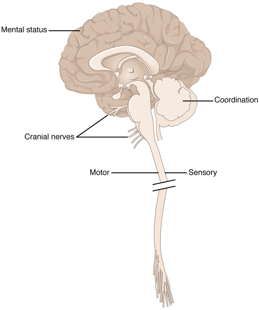 “1601 Anatomical Underpinnings of the Neurological Exam-02.jpg” by OpenStax College is licensed under CC BY 3.0. Access for free at https://openstax.org/books/anatomy-and-physiology/pages/16-1-overview-of-the-neurological-exam Illustration showing brain, cranial nerves, and brain stem, with labels.