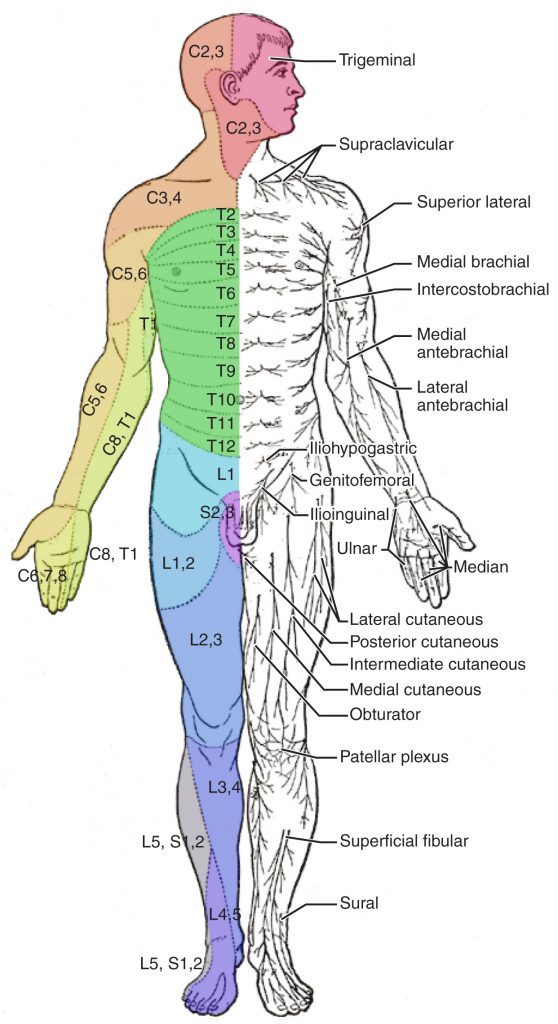 “1611 Dermatomes-02.jpg” by OpenStax Anatomy and Physiology is licensed under CC BY 4.0. Access for free at https://openstax.org/books/anatomy-and-physiology/pages/16-4-the-sensory-and-motor-exams Illustration of a human figure, with labels for dermatomes