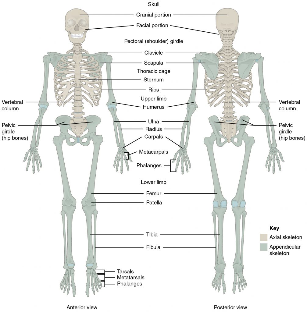 “701 Axial Skeleton-01.jpg” by OpenStax College is licensed under CC BY 3.0 Illustration showing human skeleton from front and back, with labels
