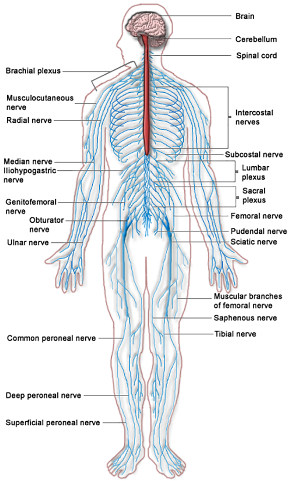 “Nervous system diagram.png ” by unknown is licensed under CC BY-NC-SA 3.0. Access for free at https://med.libretexts.org/Bookshelves/Nursing/Book%3A_Clinical_Procedures_for_Safer_Patient_Care_(Doyle_and_McCutcheon)/02%3A_Patient_Assessment/2.07%3A_Focused_Assessments Illustration of Central and Peripheral Nervous Systems in a Human, with labels.