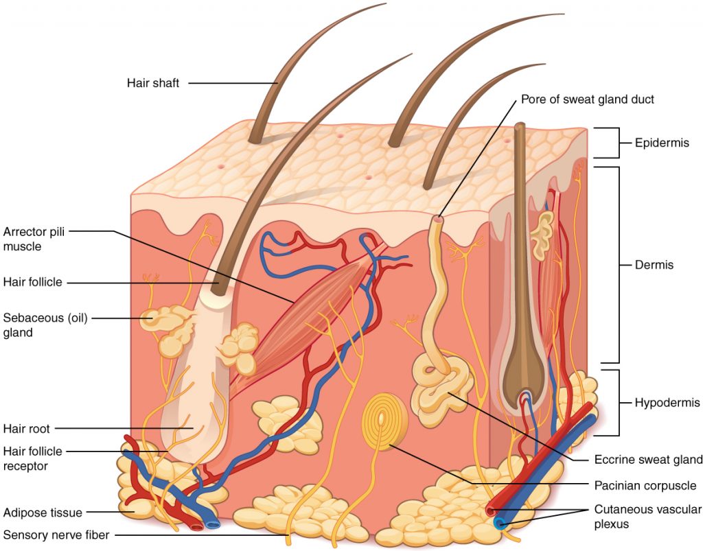 “501 Structure of the skin.jpg” by OpenStax College is licensed under CC BY 3.0. Access for free at https://openstax.org/books/anatomy-and-physiology/pages/5-1-layers-of-the-skin Illustration showing layers of the skin, with labels