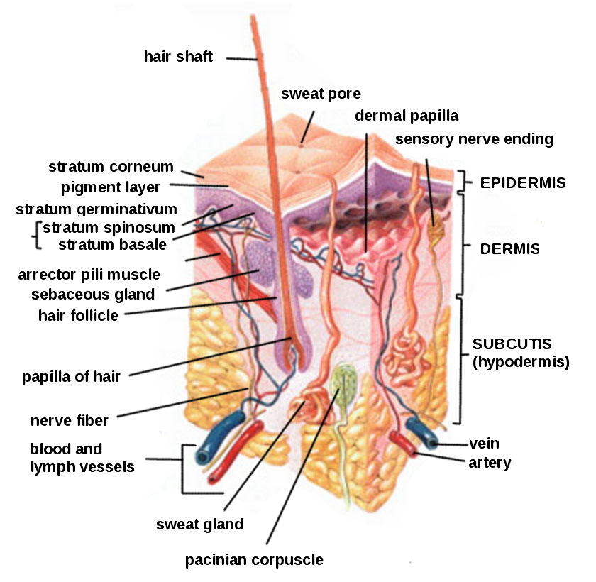 “HumanSkinDiagram.jpg” by Daniel de Souza Telles is licensed under CC BY-SA 3.0 Illustration showing subcutis layer of skin, with labels