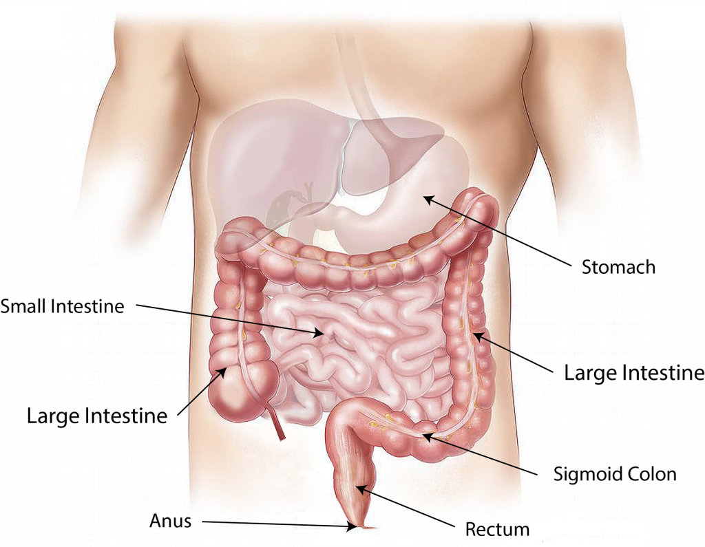 “abdomen-intestine-large-small-1698565” by bodymybody is licenced under CCO Illustration showing anatomy of gastrointestinal system, with labels