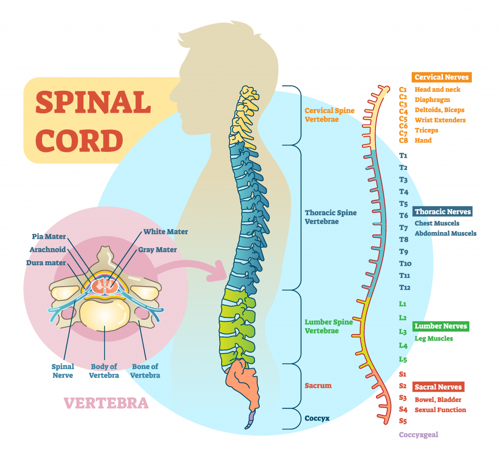 "1008694237-vector.png" by VectorMine on Shutterstock. All rights reserved. Imaged used with purchased permission. Illustration showing human spinal cord with labels and closeups