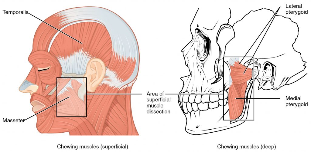 “1108 Muscle that Move the Lower Jaw.jpg” by OpenStax is licensed under CC BY 4.0. Access for free at https://openstax.org/books/anatomy-and-physiology/pages/11-3-axial-muscles-of-the-head-neck-and-back Illustration showing human chewing muscles, with labels