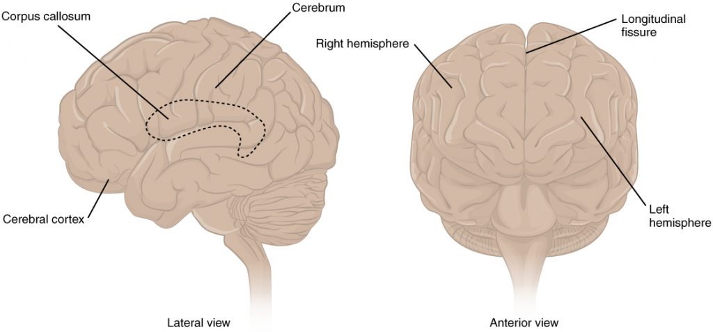 “1305 CerebrumN.jpg” by OpenStax is licensed under CC BY 4.0. Access for free at https://openstax.org/books/anatomy-and-physiology/pages/13-2-the-central-nervous-system Illustration showing cerebral cortex, with labels