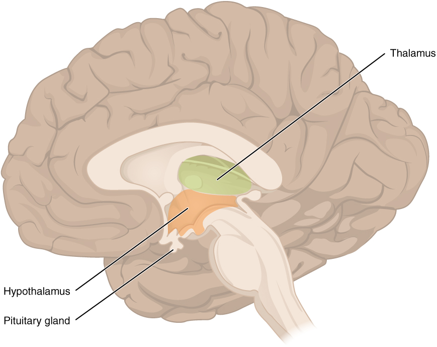 “1310 Diencephalon.jpg” by OpenStax is licensed under CC BY 4.0. Access for free at https://openstax.org/books/anatomy-and-physiology/pages/13-2-the-central-nervous-system Illustration showing Diencephalon Containing the Hypothalamus and the Thalamus