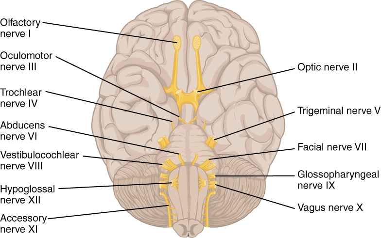 “1320 The Cranial Nerves.jpg” by OpenStax is licensed under CC BY 4.0. Access for free at https://openstax.org/books/anatomy-and-physiology/pages/13-4-the-peripheral-nervous-system Illustration showing cranial nerves, with labels