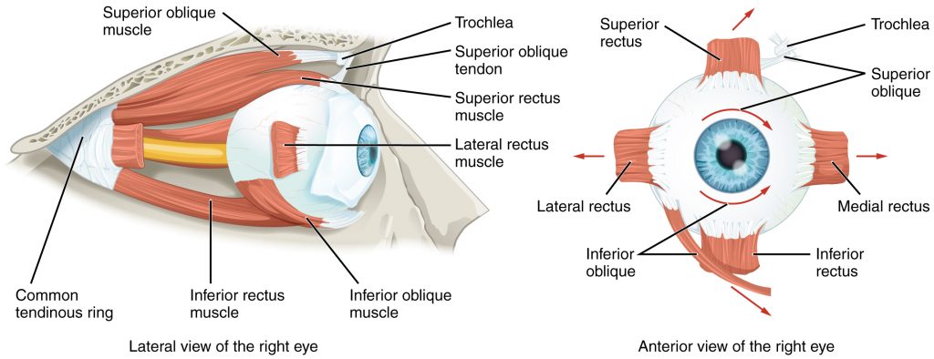 “1412 Extraocular Muscles.jpg” by OpenStax College is licensed under CC BY 3.0. Access for free at https://openstax.org/books/anatomy-and-physiology/pages/14-1-sensory-perception Illustration showing eye muscles, with labels