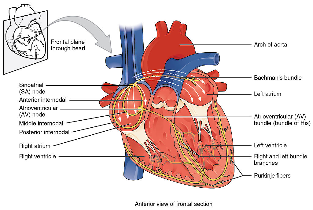 “2018 Conduction System of Heart.jpg” by Open Stax College is licensed under CC-BY-3.0 Illustration of conduction in a human heart, with labels