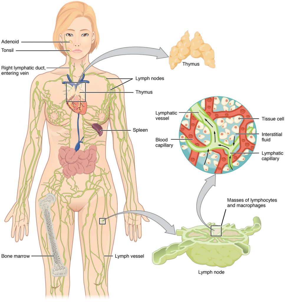 “2201 Anatomy of the Lymphatic System.jpg” by OpenStax College is licensed under CC BY 3.0. Access for free at https://openstax.org/books/anatomy-and-physiology/pages/21-1-anatomy-of-the-lymphatic-and-immune-systems Illustration of female body showing lymphatic system, with labels