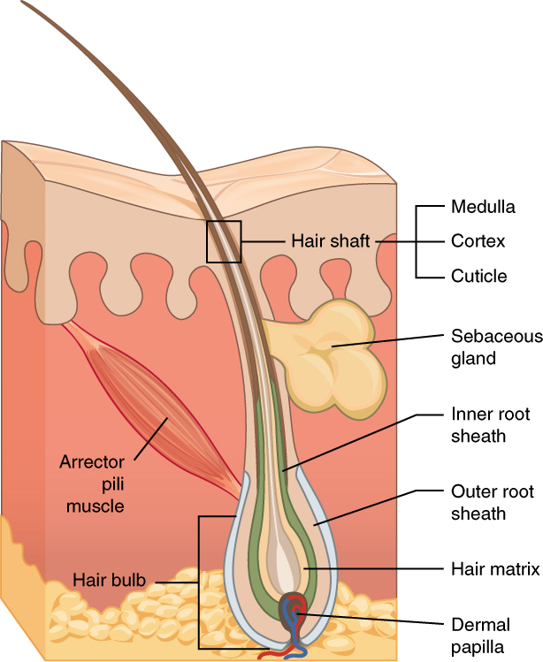“506 Hair.jpg” by OpenStax College is licensed under CC BY 3.0. Access for free at https://openstax.org/books/anatomy-and-physiology/pages/5-2-accessory-structures-of-the-skin. Illustration showing hair follicle, with labels