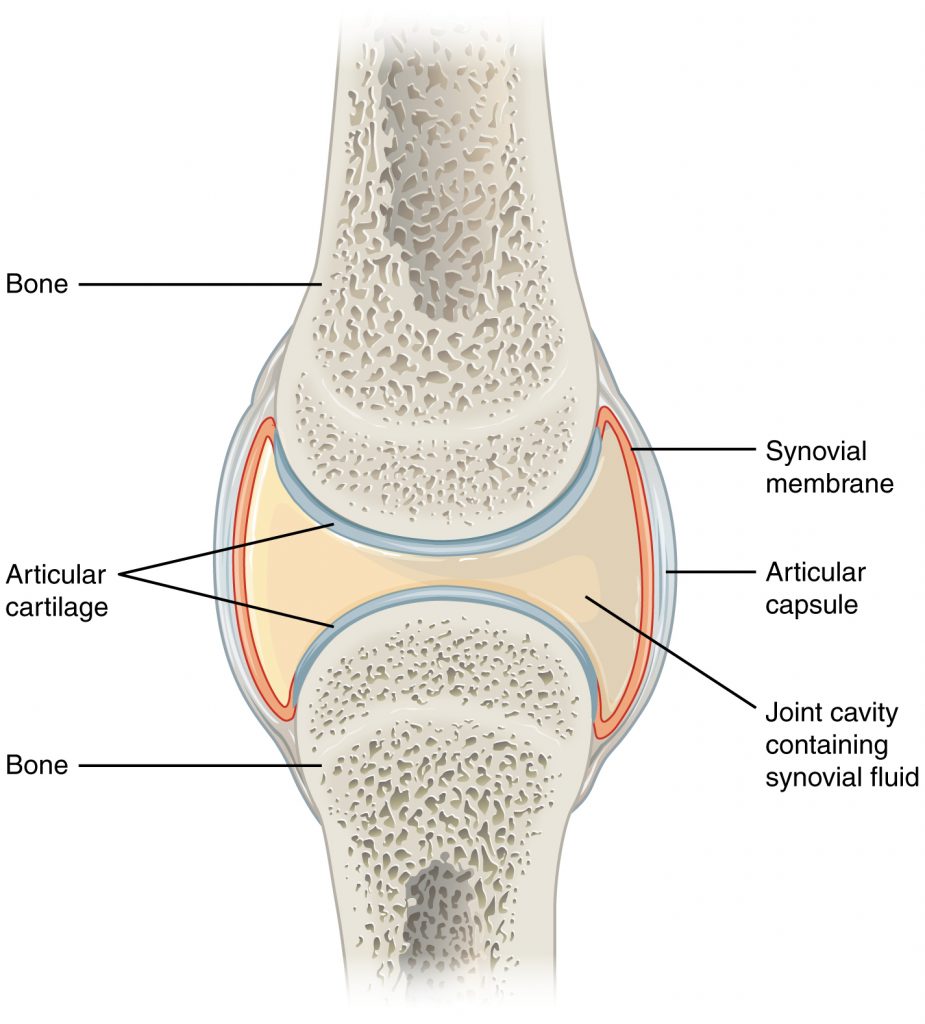 “907 Synovial Joints.jpg” by OpenStax College is licensed under CC BY-SA 3.0 Illustration showing Synovial Joint, with labels
