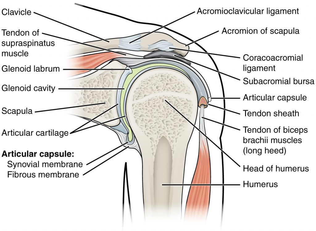 “914 Shoulder Joint.jpg” by OpenStax College is licensed under CC BY 3.0 Illustration of human shoulder joint, with labels
