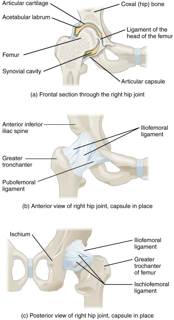 “916 Hip Joint.jpg” by OpenStax College is licensed under CC BY 3.0 Illustration showing human hip joint, with labels, from three different angles