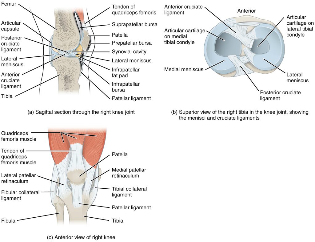 “917 Knee Joint.jpg” by OpenStax College is licensed under CC BY 3.0 Illustration of a human knee joint, with labels, from three different views