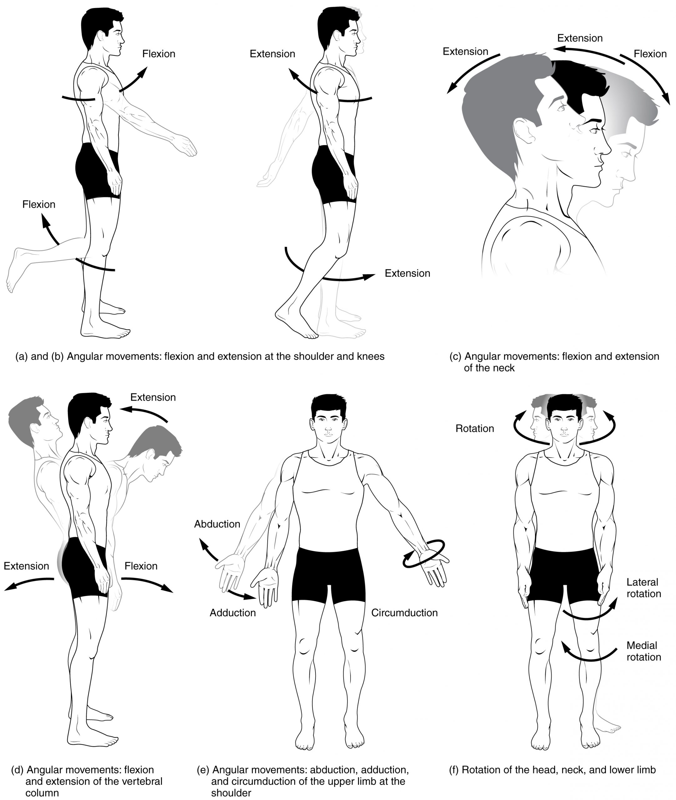 “Body Movements I.jpg” by Tonye Ogele CNX is licensed under CC BY-SA 3.0 Illustrations showing angular movements and rotations of the human body