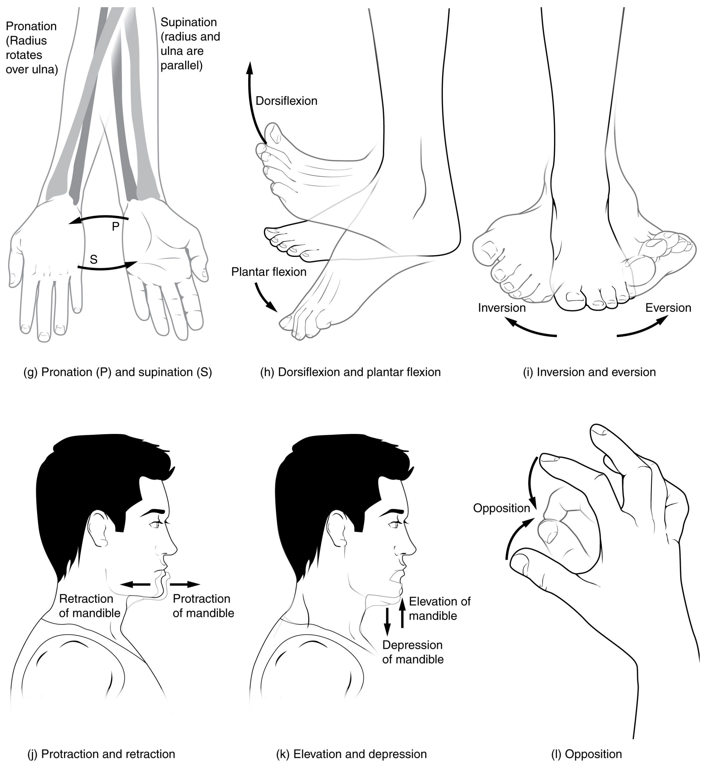 “Body Movements II.jpg” by Tonye Ogele CNX is licensed under CC BY-SA 3.0 Illustrations showing smaller body movements, with labels