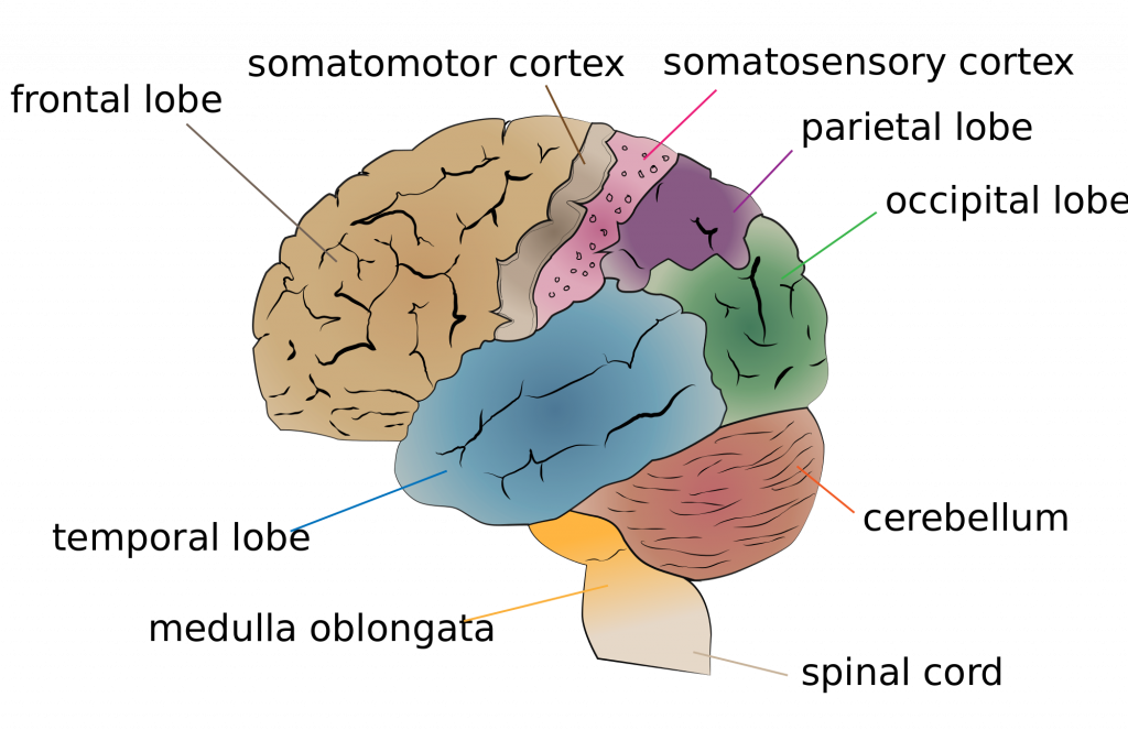 “Cerebrum lobes.svg” by Jkwchui is licensed under CC BY-SA 3.0 Illustration showing regions of the brain, with labels