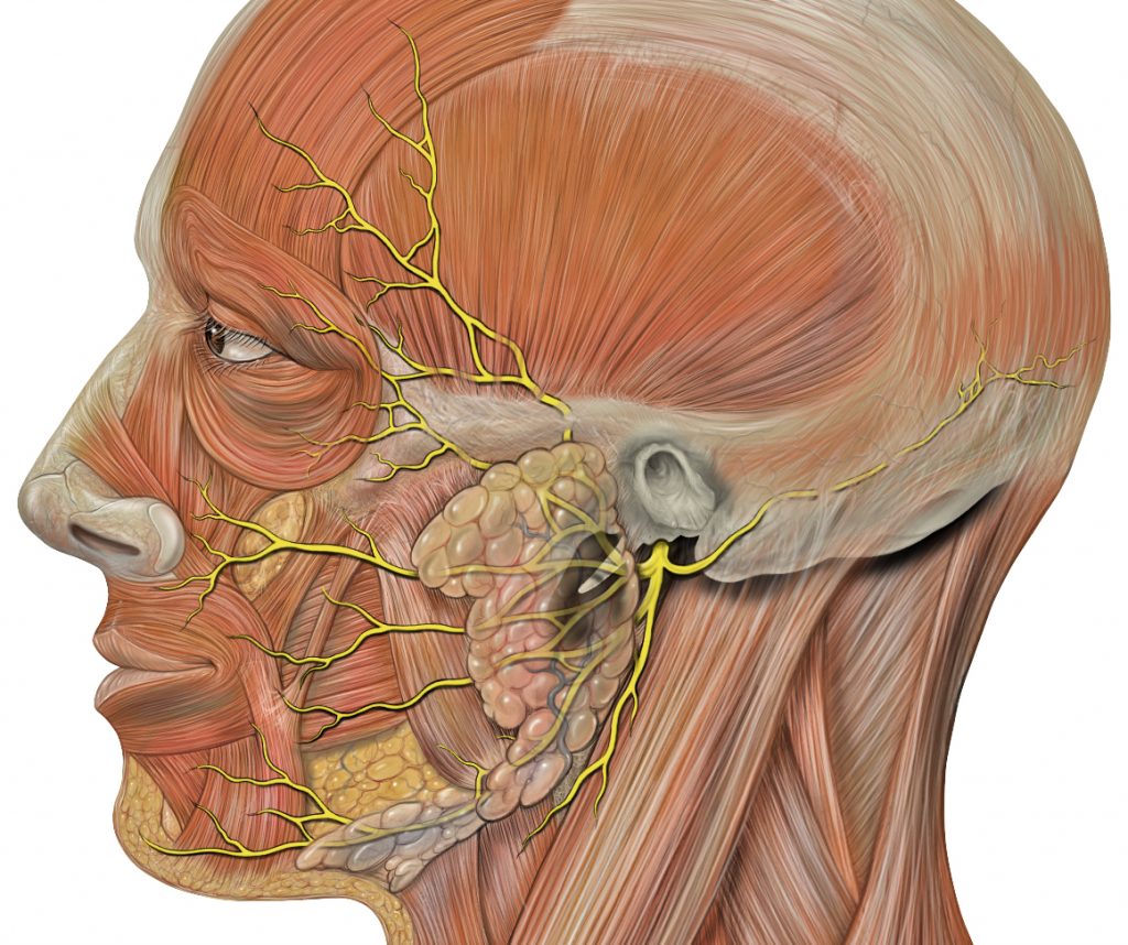 “Head facial nerve branches.jpg” by Patrick J Lynch, medical illustrator is licensed under CC BY 2.5 Illustration showing nerve branches in facial muscles